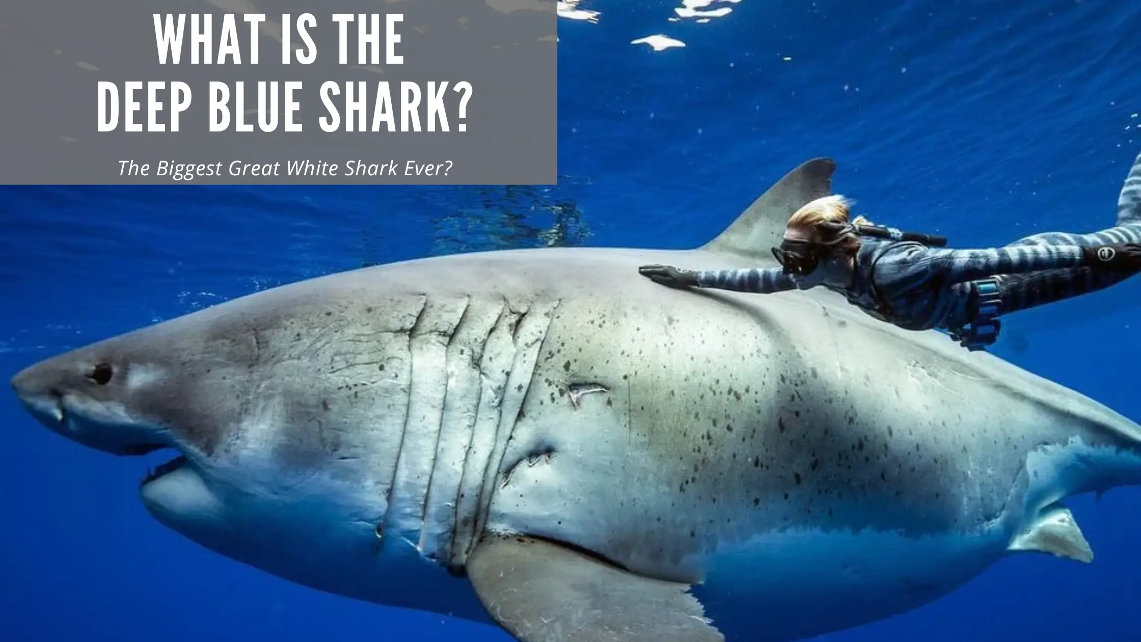 Deep Blue Great White Shark
