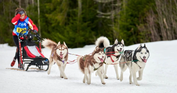 Best Things to Do in Winter