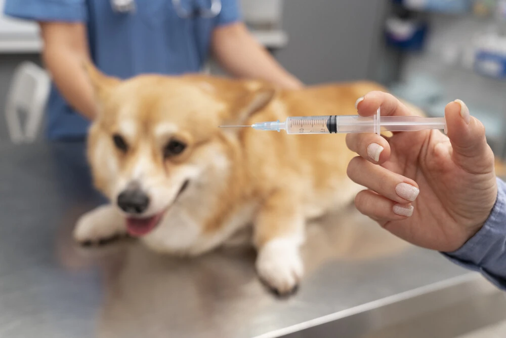 Vets and the Law Who’s Got Their Back