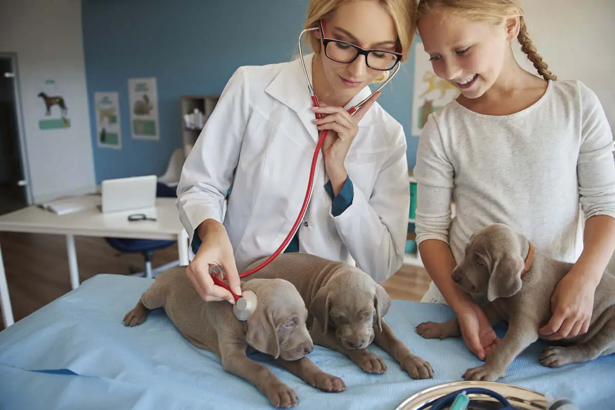 Your Pup’s Life Depends on Parvo Immunization Dogs